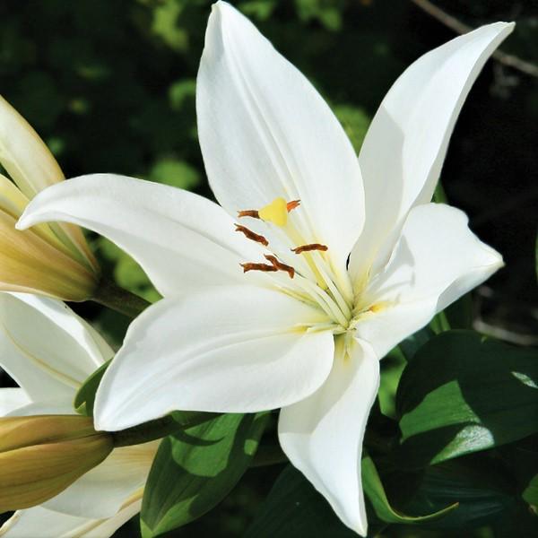 Asiatic Lily Bright Diamond