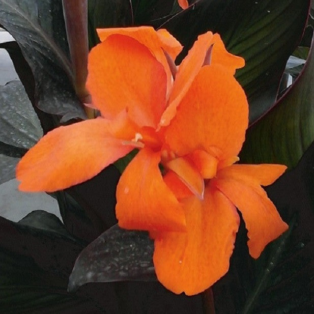 Canna Elite Fogo Sunset