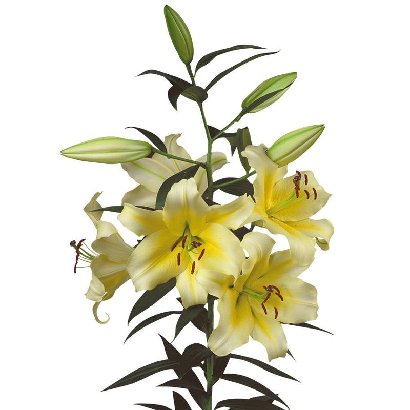 Orienpet Lily Conca D'Or