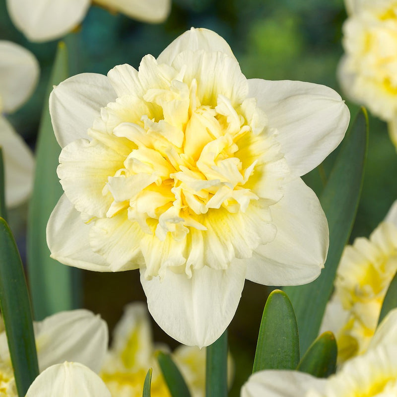 Narcissus Daffodil Fluffy Doubles Mix