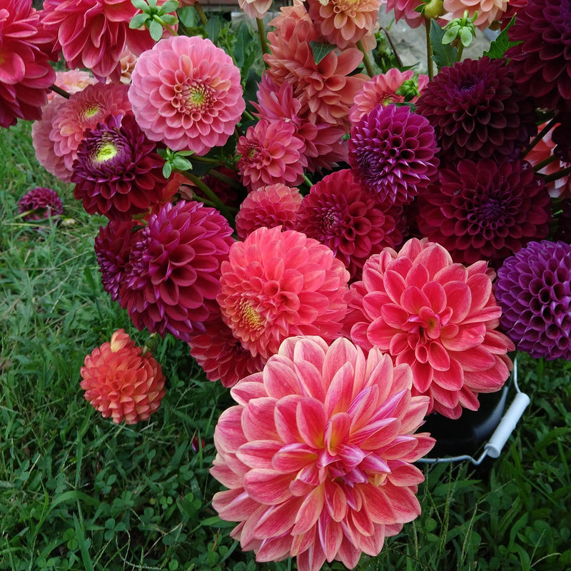 Dahlia Watermelon Mix