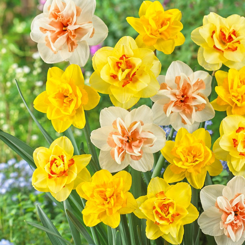 Narcissus Daffodil Fluffy Doubles Mix