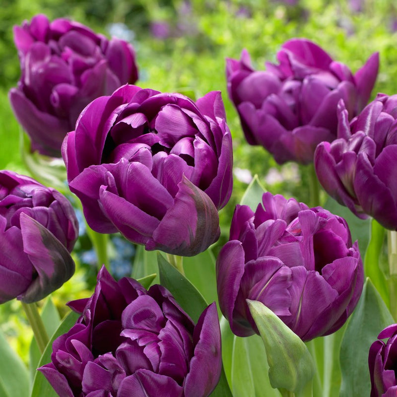 Tulip Double Negrita