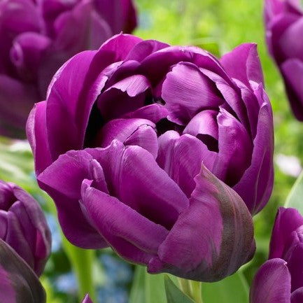 Tulip Double Negrita