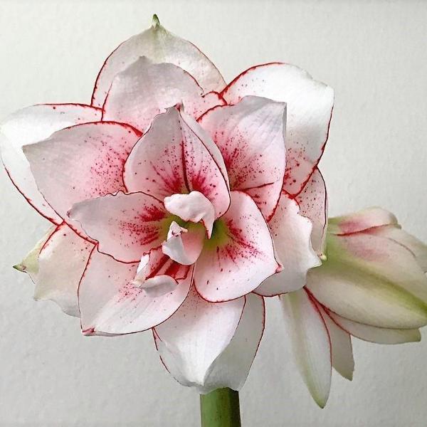 Amaryllis Elvas