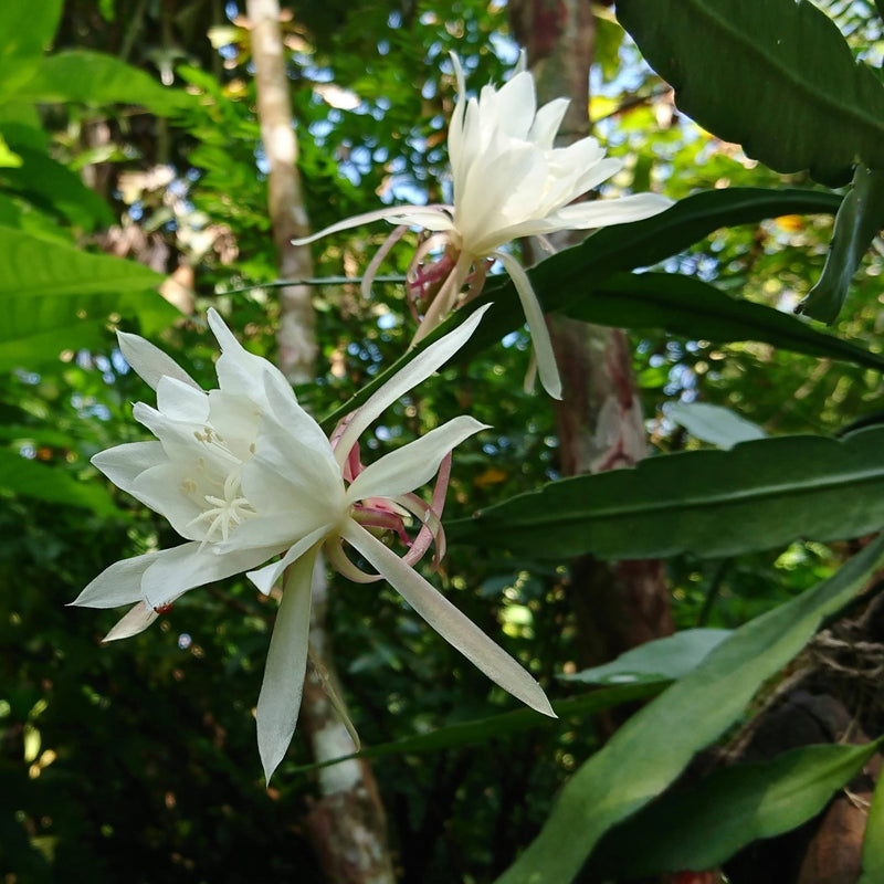 Epiphyllum Orchid Cactus 'Queen of the Night' (Fragrant)