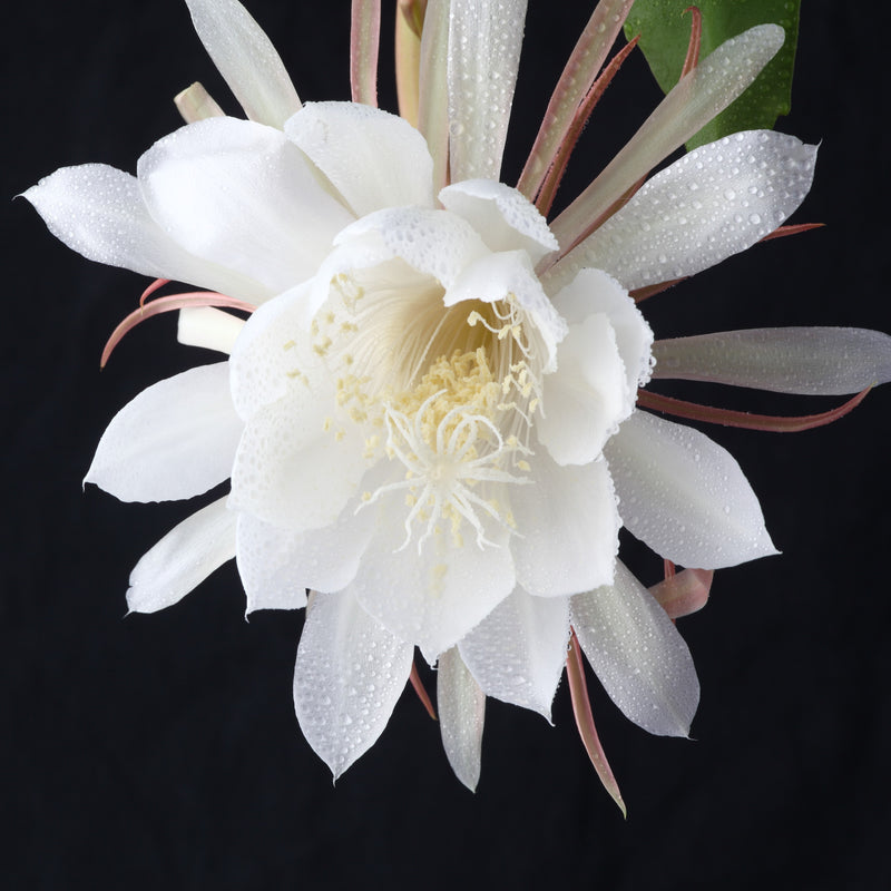 Epiphyllum Orchid Cactus 'Queen of the Night' (Fragrant)