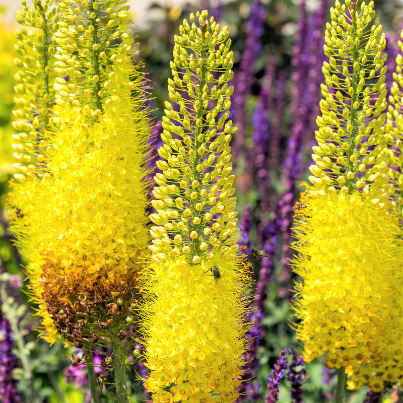 Eremurus Stenophyllus Bungei