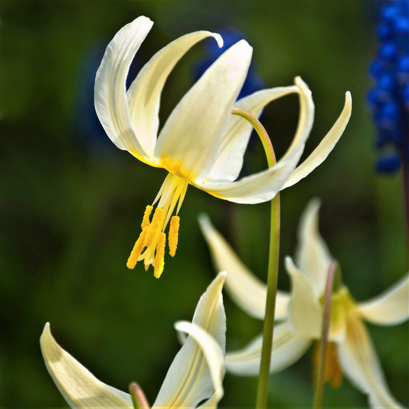 Erythronium Californicum 'White Beauty'