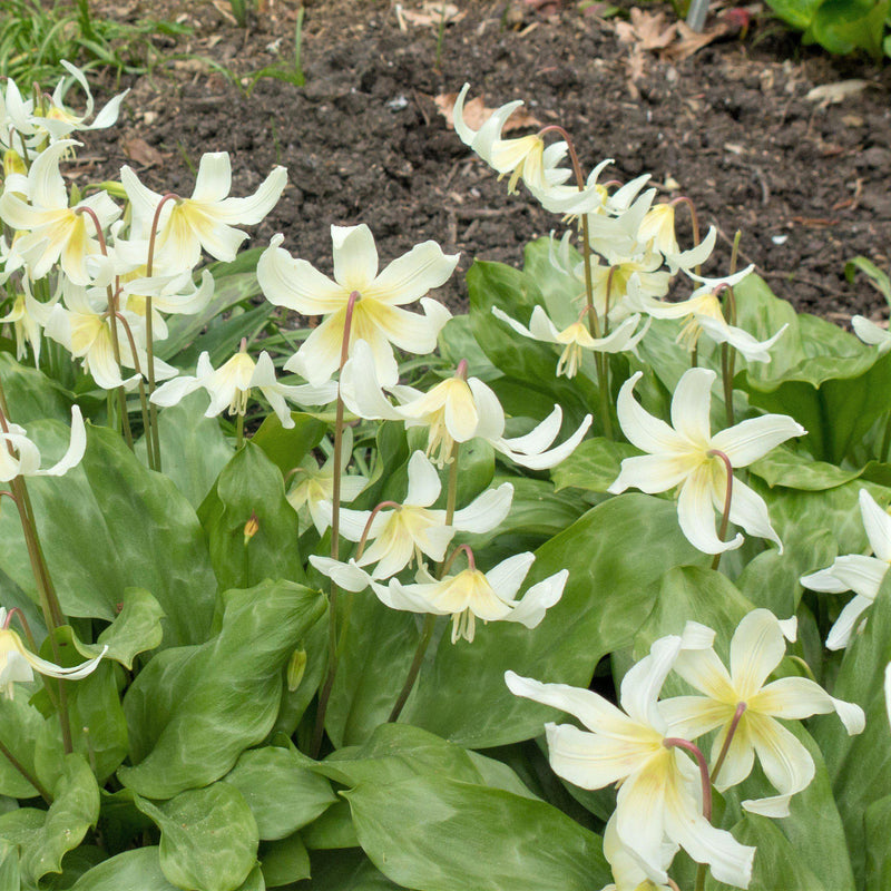 Erythronium Californicum 'White Beauty'