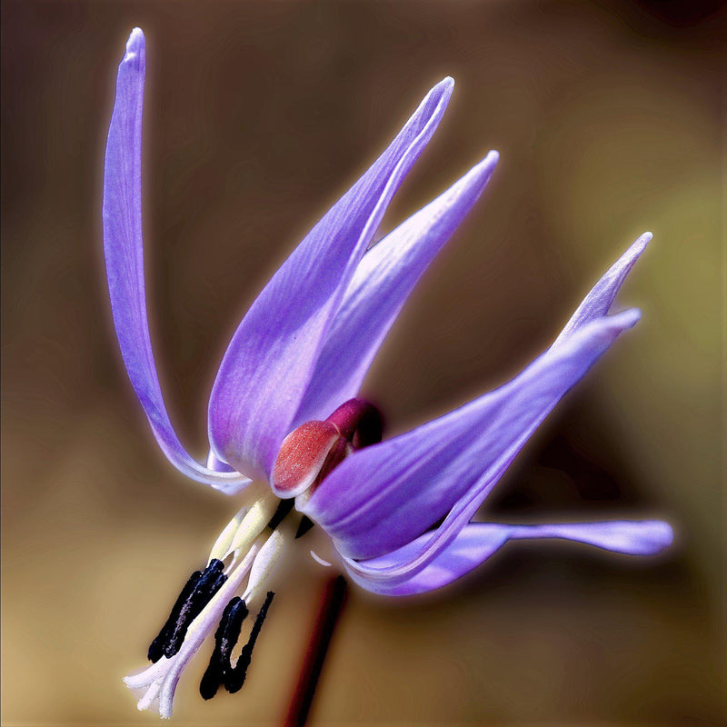 Erythronium Dens-Canis Japonicum