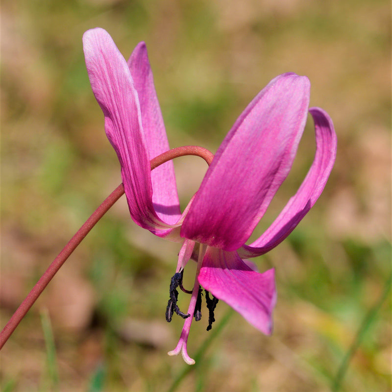 Erythronium Dens-Canis Rose Queen