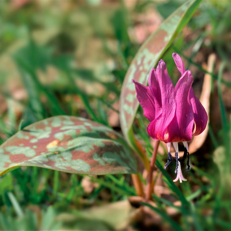 Erythronium Dens-Canis Rose Queen