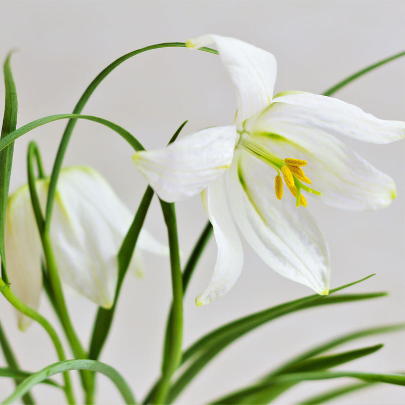 Fritillaria Bucharica