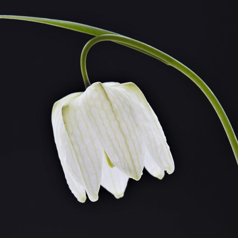 Fritillaria Checkered Lily Meleagris White