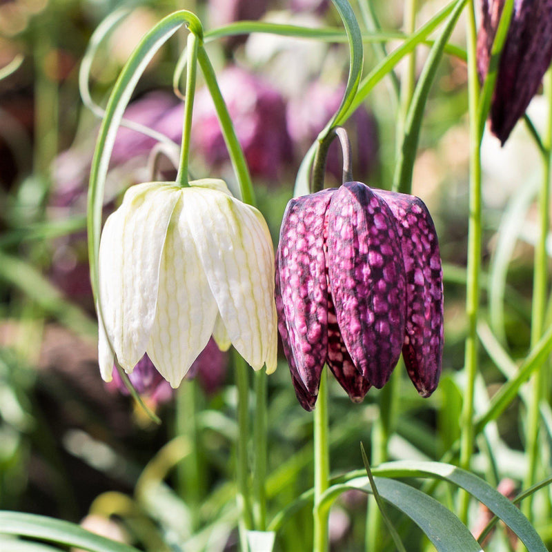 Fritillaria Checkmate Mix