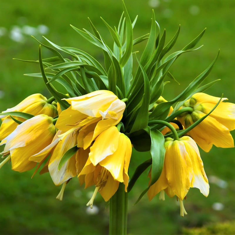 Fritillaria Crown Imperial Yellow