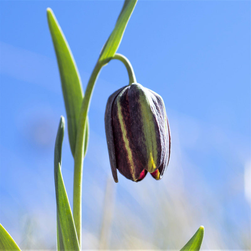 Fritillaria Graeca