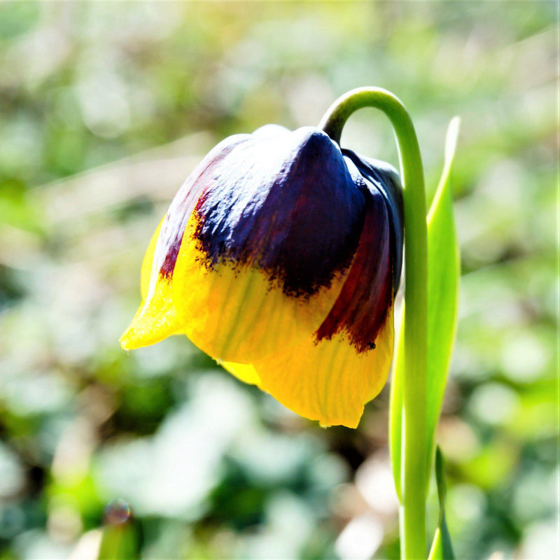 Fritillaria Purple Bell Michailovskyi