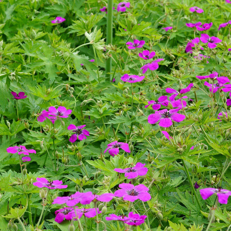 Geranium (Perennial) Patricia