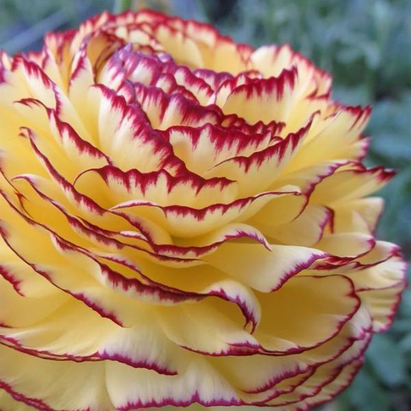 Italian Ranunculus Elegance Striato Giallo