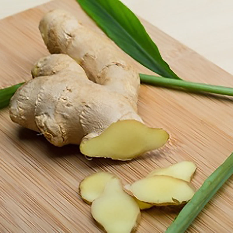 Ginger - Zingiber Officinale (Culinary Ginger)