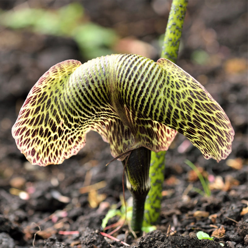 Arisaema griffithii var pradhanii