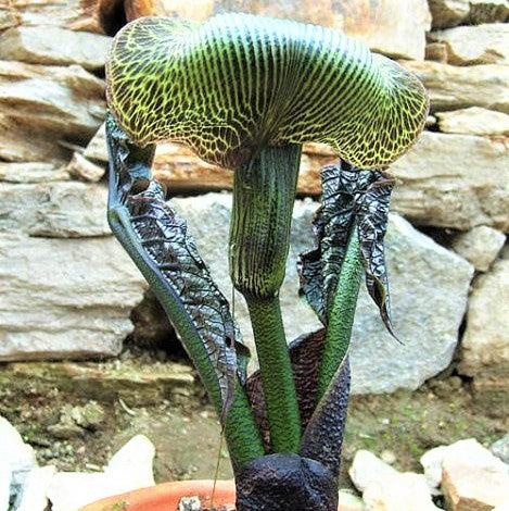 Arisaema griffithii var pradhanii