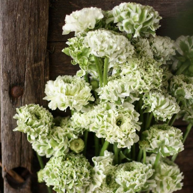 Italian Ranunculus Cloni Pon Pon 'Igloo'