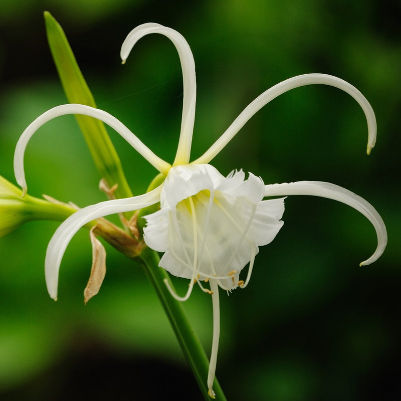 Ismene Festalis 'Exotica' (fragrant)