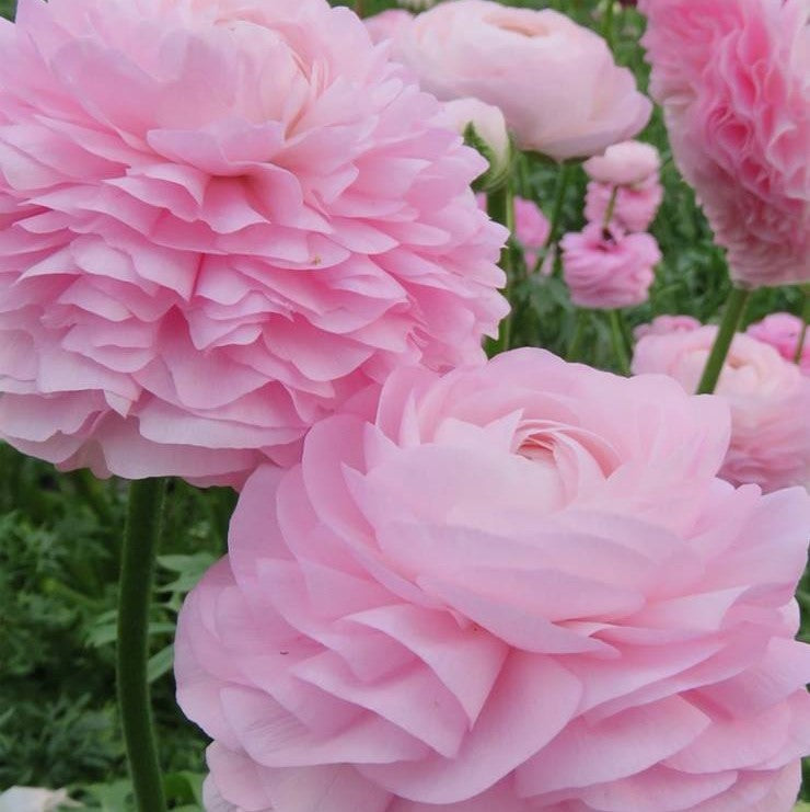 Italian Ranunculus Elegance Rose Chiaro