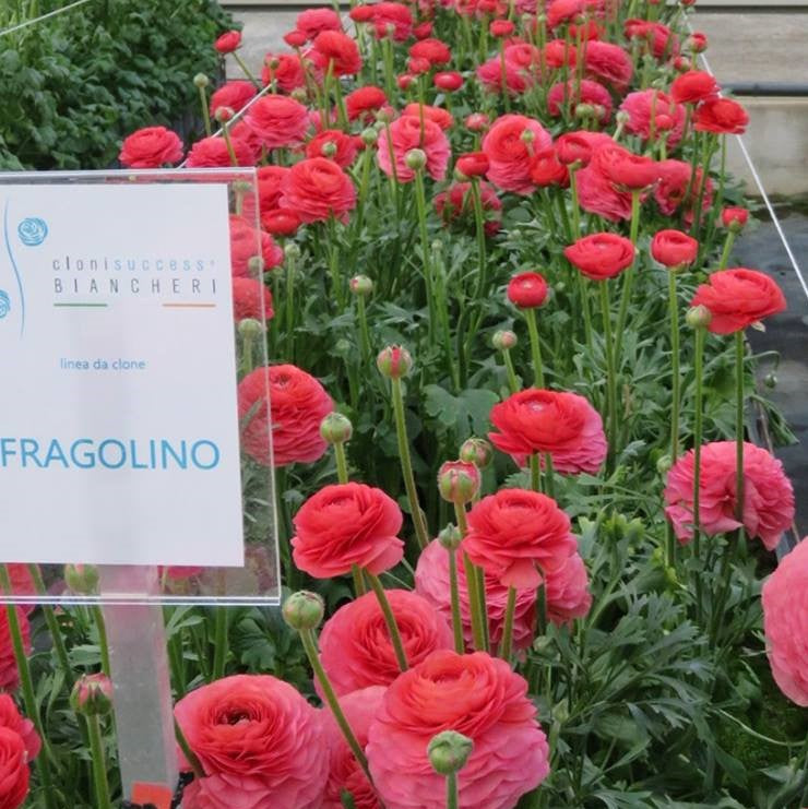 Italian Ranunculus Success Fragolino