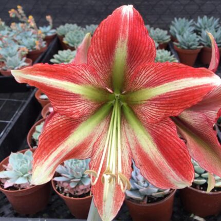 Amaryllis Cherry Crush