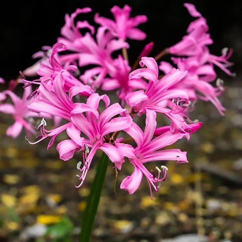 Nerine Pink Triumph