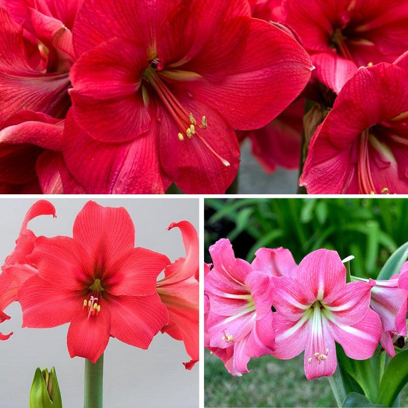 Amaryllis Pink Ladies Collection