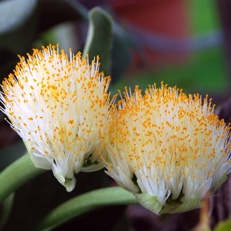 Haemanthus Pauculifolius (Scadoxus)