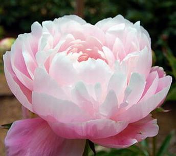 Peony Mrs. F.D. Roosevelt