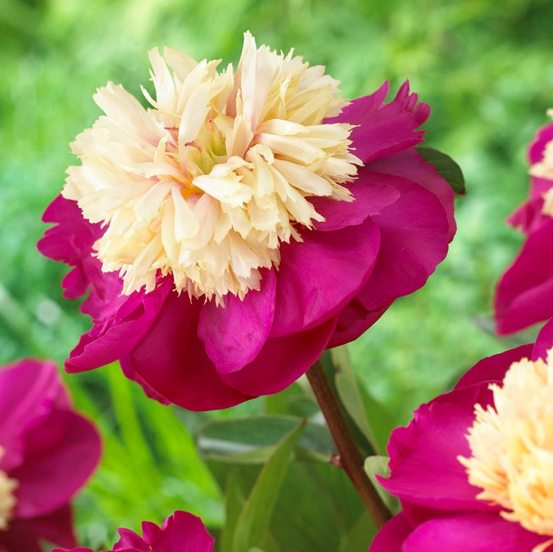 Peony White Cap