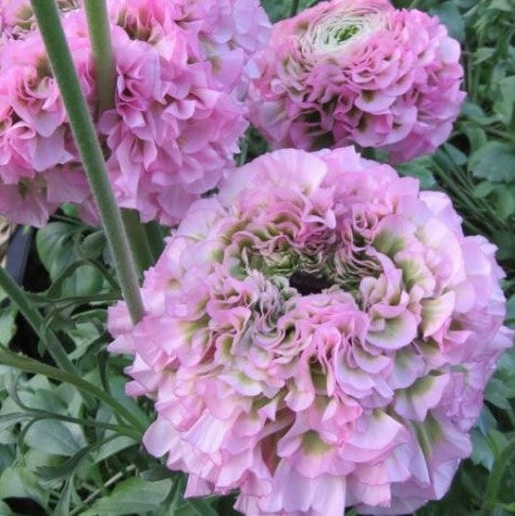 Italian Ranunculus Cloni Pon Pon 'Hermione'