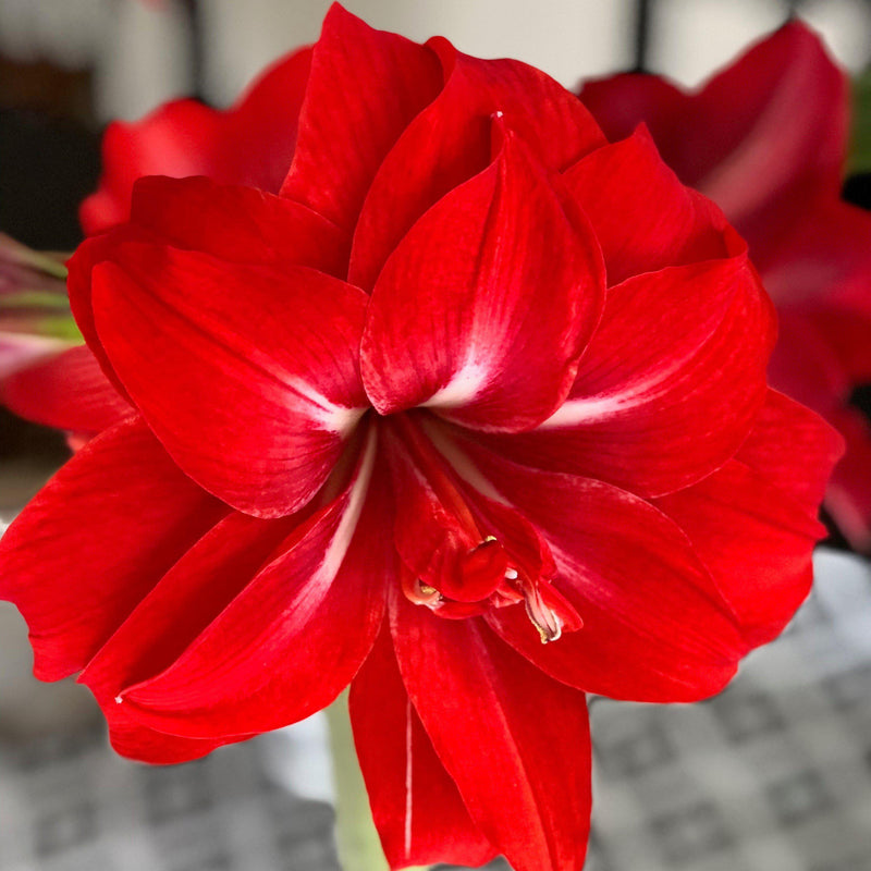 Amaryllis Red Peacock