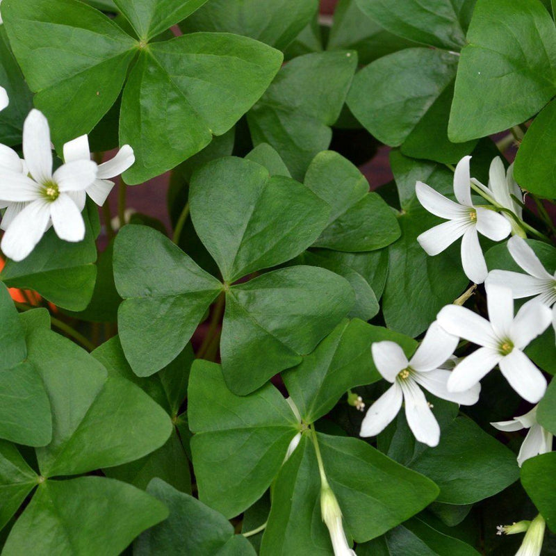 Oxalis Regnellii (Lucky Shamrock)