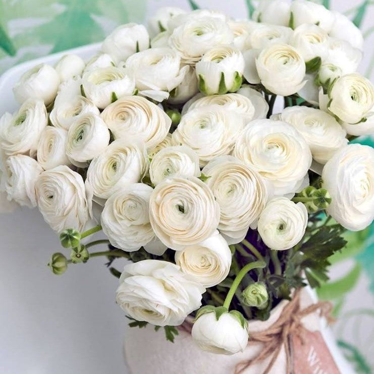 Italian Ranunculus Success Rio