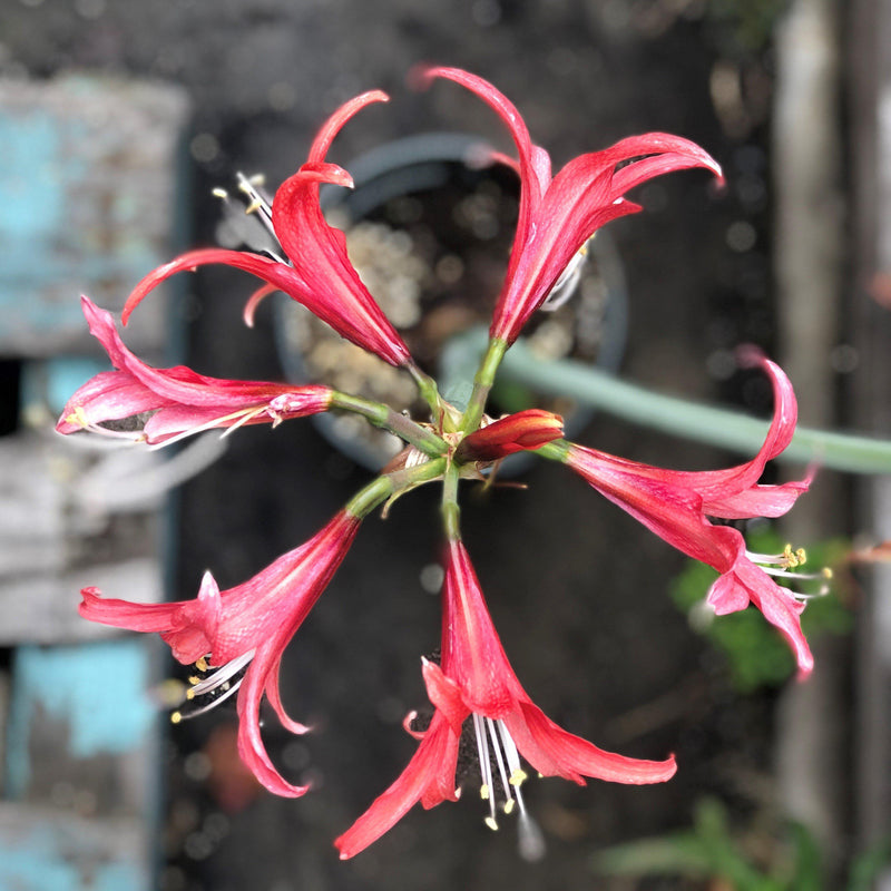 Amaryllis Rosado