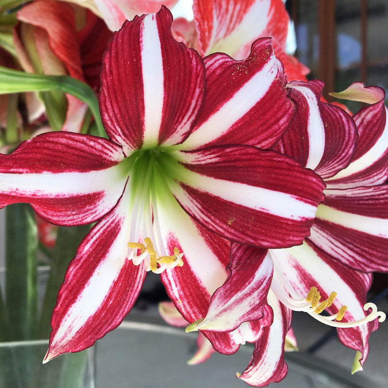 Amaryllis Santiago