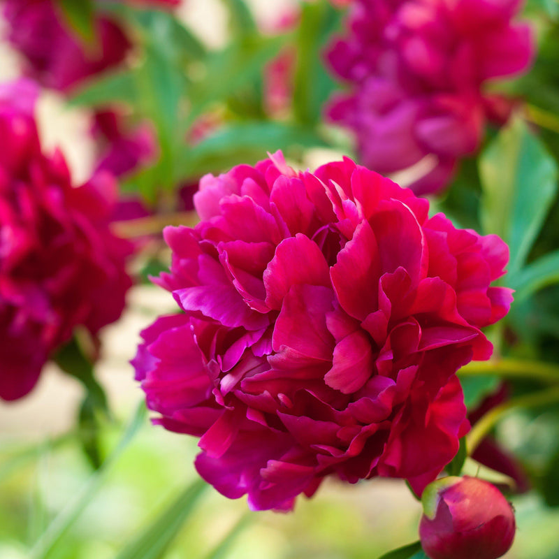 Peony Big Ben