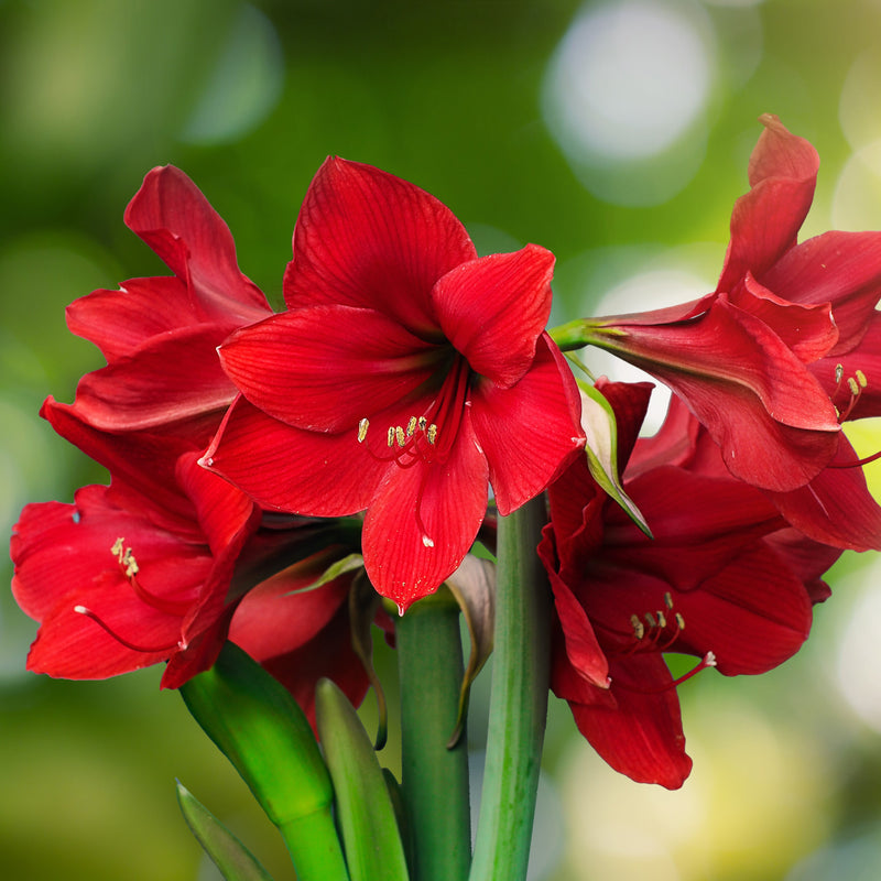 Amaryllis Ferrari (5 Pack)