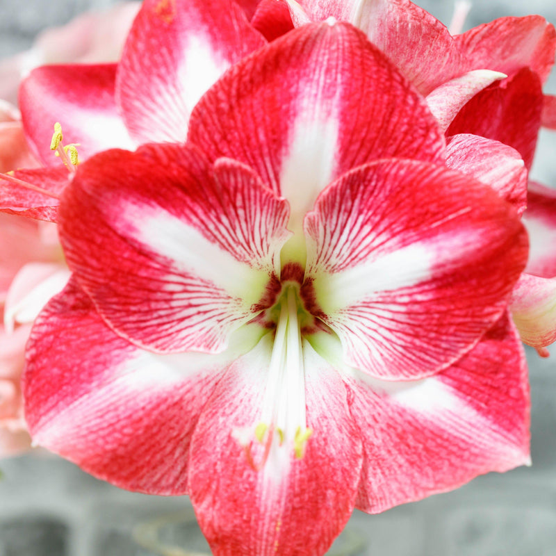 Amaryllis Monte Carlo