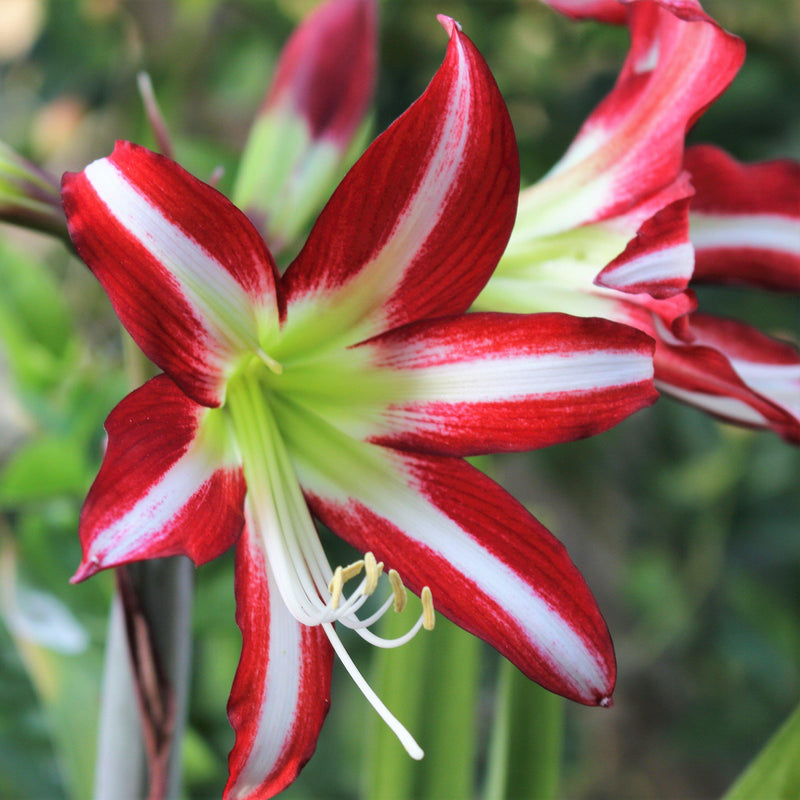 Amaryllis Santiago