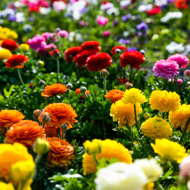 Ranunculus Tecolote? Rainbow Mix