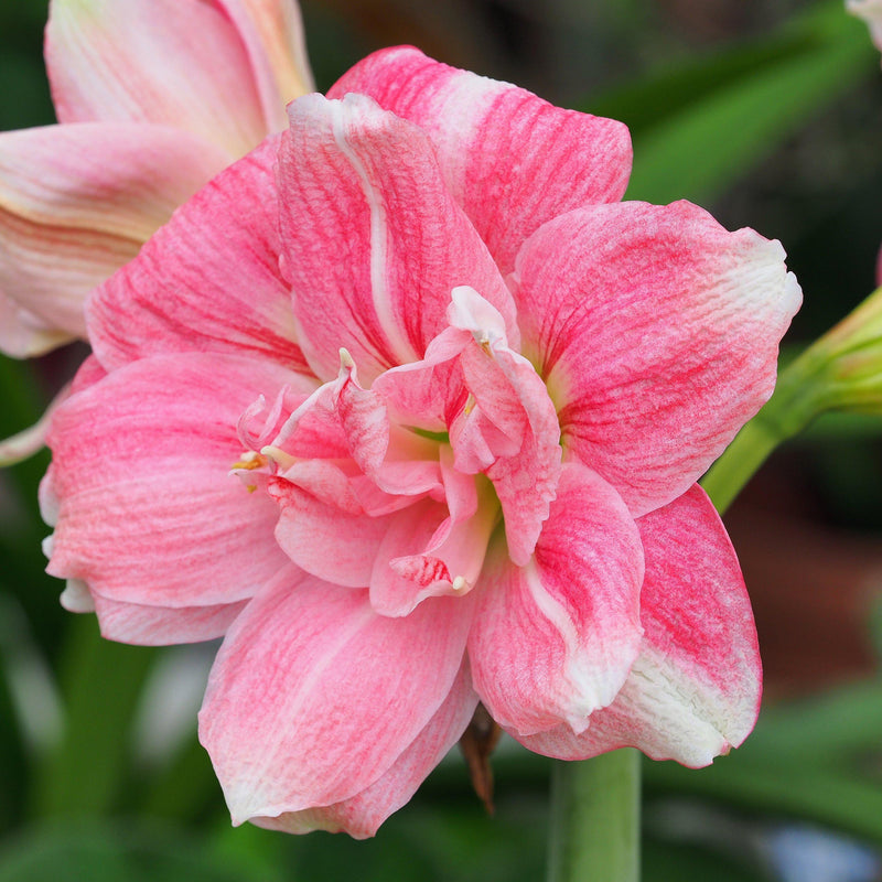 Amaryllis Sweet Nymph